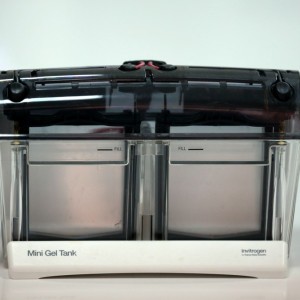 Western Blot