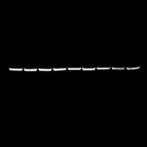 Western Blot